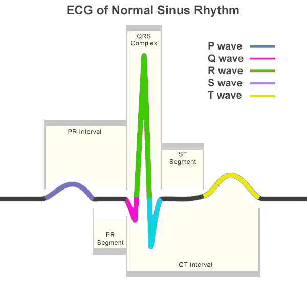 heart ecg_normal_sinus_rhythm-r